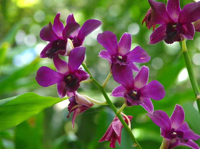Cooktown Orchid - hoa biểu tượng của tiểu bang Queensland