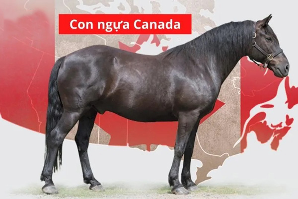 Ngựa Canada
