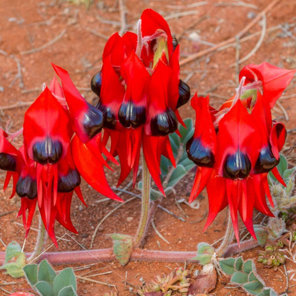 Sturt’s Desert Pea - hoa đặc trưng của tiểu bang South Australia